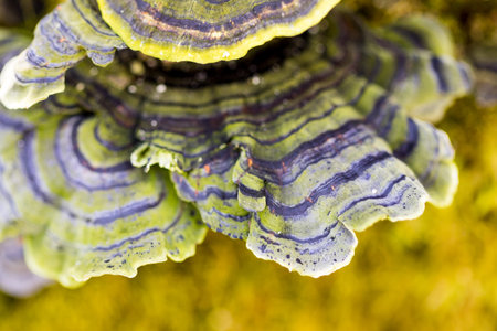 Mosses and lichens