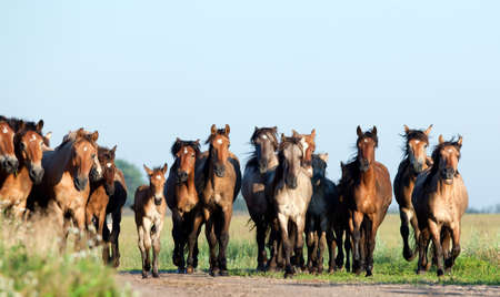 Group of Belarus wild horses in field at morning.の写真素材