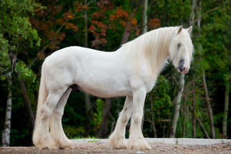 White Shire horse standing in the forestの写真素材