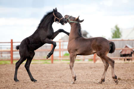 Two Friesian foals playing in the platz at summer.の写真素材