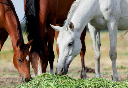 Arabian horses eat grass in field  の写真素材
