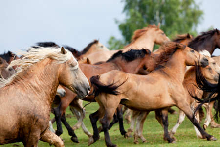Group of Belarussian wild horse running on the hill の写真素材