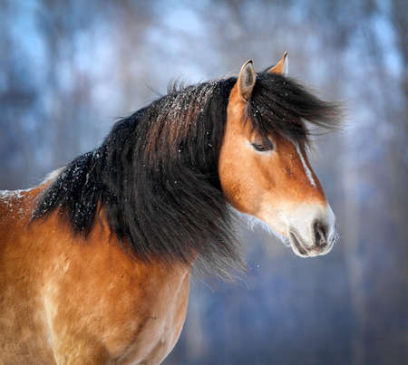 Horse head in winter backgroundの写真素材