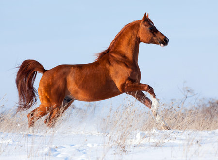 Arabian chestnut horse runs in winterの写真素材