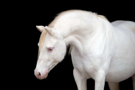 White horse head isolated on black background の写真素材