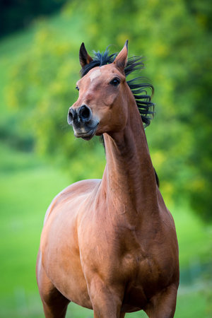 Horse running on green background の写真素材