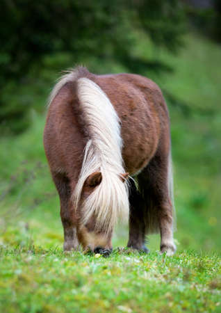 Shetland pony eating grass at field の写真素材