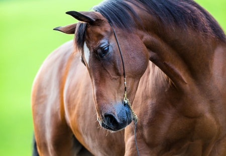 Trakehner horse portraitの写真素材