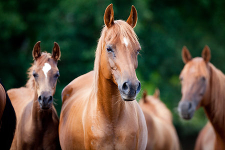 Herd of Arabian horsesの写真素材