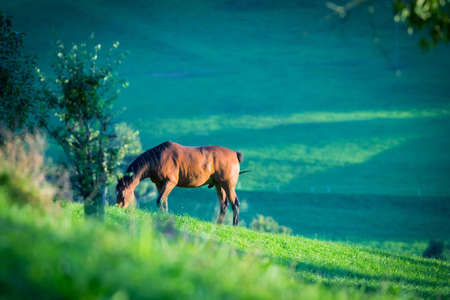 Horse at pasture の写真素材