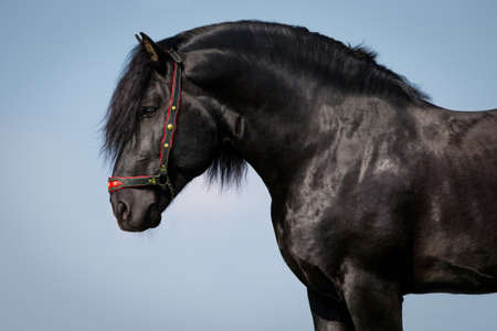 Horse on the sky background, Lithuanian horse の写真素材
