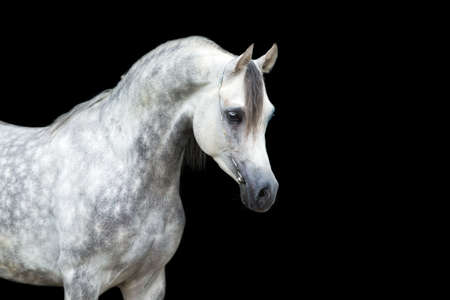 Arabian gray horse isolated on black backgroundの写真素材