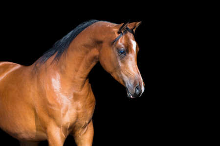 Arabian horse isolated on black backgroundの写真素材