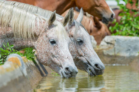 Horses drinking water, Arabian horses の写真素材