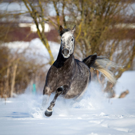 Arabian horse gallops in winterの写真素材
