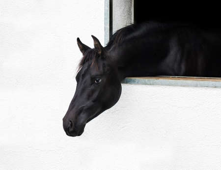 Horse head looking out the window の写真素材
