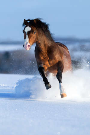 Horse gallops in winter の写真素材