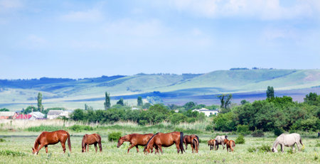 Herd of horses at pasture, Arabian horses の写真素材