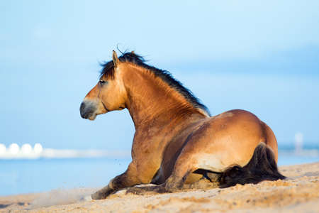 Horse lying on the sandy beach at the seaの写真素材