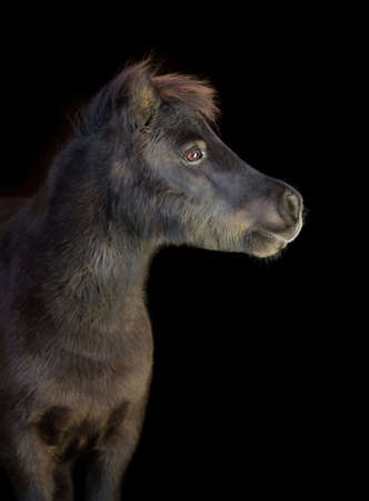 Black pony on blackの写真素材