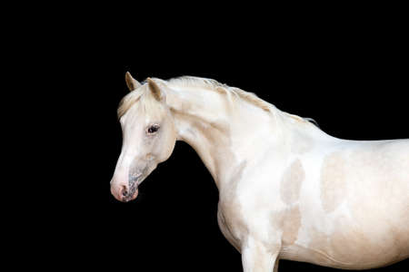 White pony with spots on black backgroundの写真素材