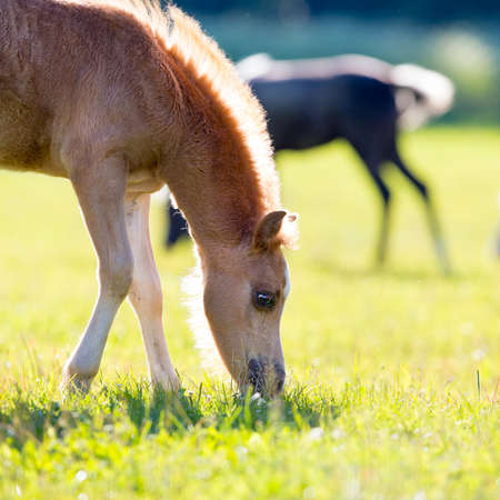 Small foal eat grass in fieldの写真素材