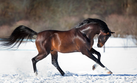 Horse running in the snowの写真素材