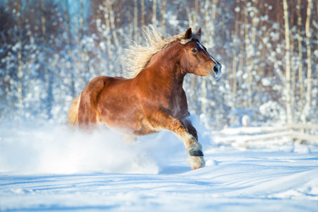 Draft horse gallops on winter backgroundの写真素材