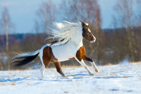 Beautiful horse gallops in the snow in winterの写真素材
