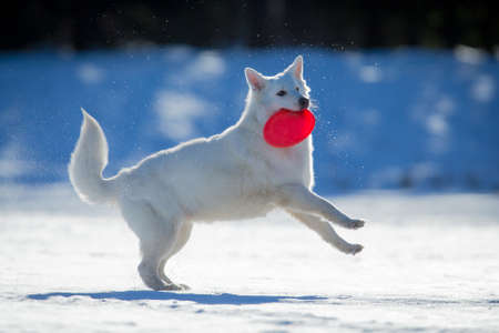 White dog playing on snow with frisbee in his mouth.の写真素材