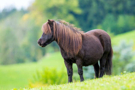Shetland pony standing on green hill and looking forward.の写真素材