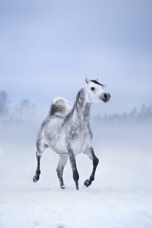 White horse runs on windy winter background, Arabian horse.の写真素材
