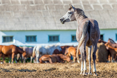 Herd of Arabian horses in paddock eating hayの写真素材