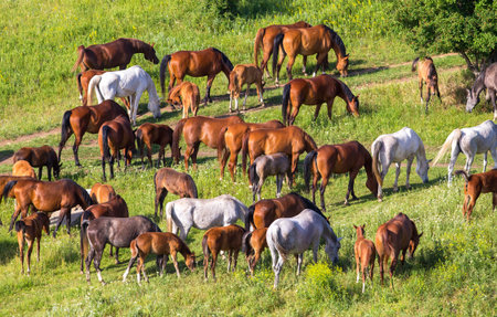 Herd of horses in fieldの写真素材