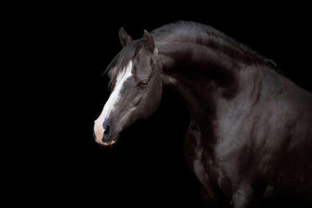 Black horse isolated on black backgroundの写真素材