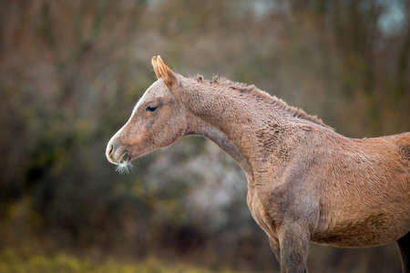 Foal of Arabian horse in autumnの写真素材