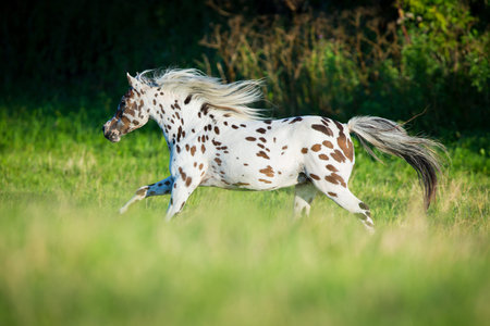 Appaloosa horse running in fieldの写真素材