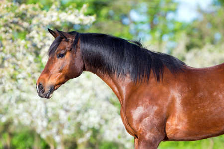 Bay horse portrait on spring backgroundの写真素材
