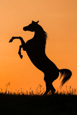 Silhouette of a horse reared in sunsetの写真素材