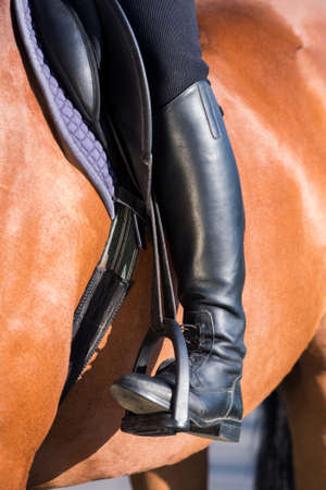 A rider's foot on a bay horse close up. A woman's booted foot standing in a black stirrup of horse saddle.の写真素材