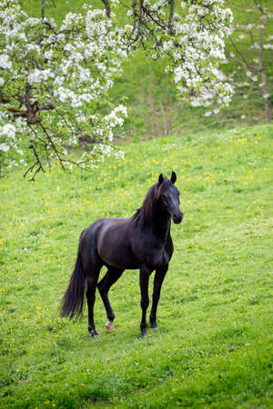 Black horse on green background outdoors. Arabian stallion standing on the field in spring.の写真素材