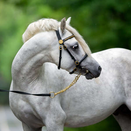 White horse portrait on green background. Welsh cob pony head closeup on nature background outdoors, square photo.の写真素材