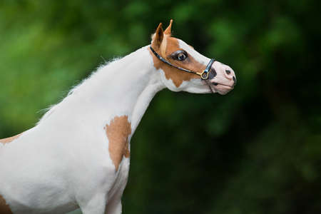 Small white horse portrait on green background. American miniature horse head closeup on nature background outdoors.の写真素材