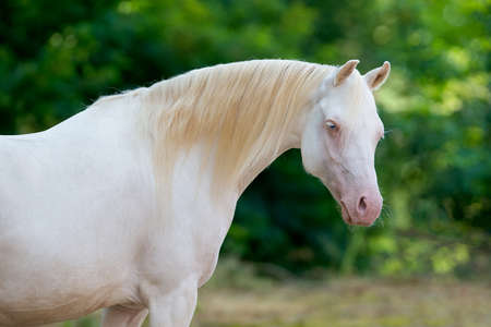 White horse portrait on green background. Cream Welsh pony mare head closeup on nature background outdoors.の写真素材