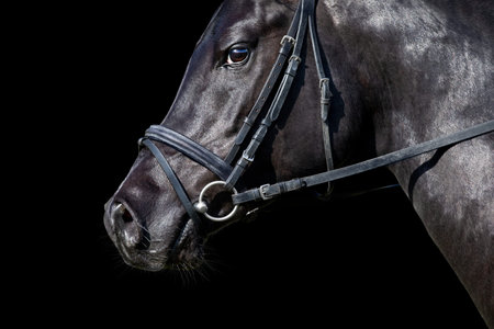 Portrait of black sport horse looking on black background. Arabian stallion head in bridle closeup isolated on black.の写真素材