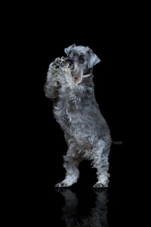 Miniature Schnauzer dog isolated on black background. The gray small dog is standing on its hind legs on dark background.の写真素材