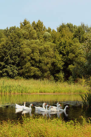 Flock of geese swimming on riverの写真素材