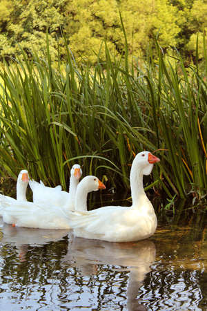 flock of 4 swimming geeseの写真素材