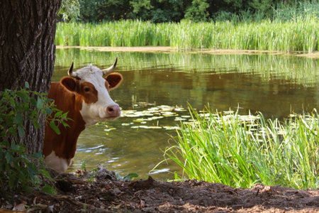 cow in watering-placeの写真素材
