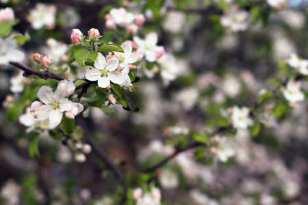 spring flowers. apple tree blossom background with copy space, horizontalの写真素材